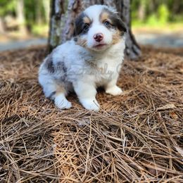 Girl #5 Fluffy - American Corgi puppy in Cameron, North Carolina from Butts Family Corgis