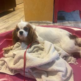 Cavalier King Charles Spaniels from Jerome's Cavalier King Charles Spaniels