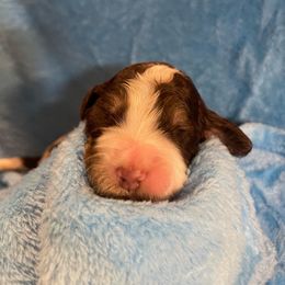 Bernedoodle and Labradoodle Puppies from Huser Doodle