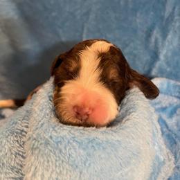 Bernedoodle and Labradoodle Puppies from Huser Doodle
