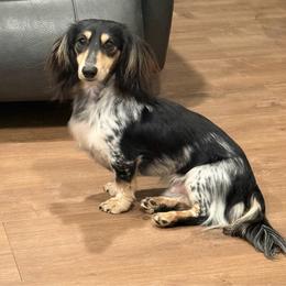 Seager - Dachshund