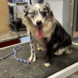 Sparkle - Miniature Australian Shepherd