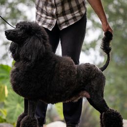 Juliet - Poodle