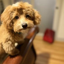 Havapoo Puppies from Havapoo Kennels