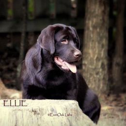 Labrador Retriever All Grown Up from EverOak Labradors