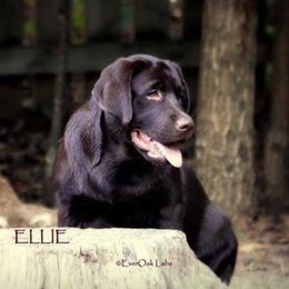 Labrador Retriever All Grown Up from EverOak Labradors