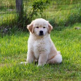 Golden Retriever Puppies from Honeysweet Goldens