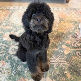 Maggie - Black and tan female Cavapoo puppy in Selma, Texas from Sage Mini Doodles