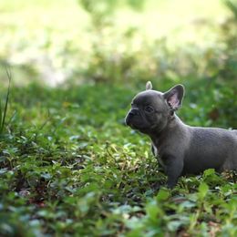 French Bulldog Puppies from Love My Frenchiess