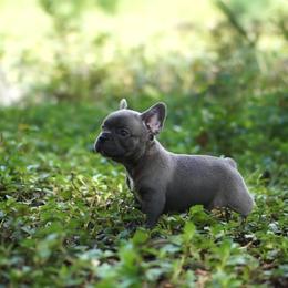 French Bulldog Puppies from Love My Frenchiess