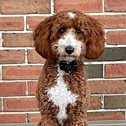 Goldendoodles from Stellar Doodles