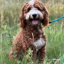 Mr. Bingley - Bernedoodle