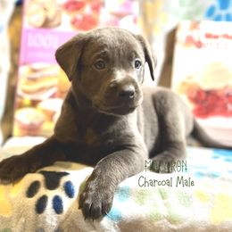 Boy 4 - male Labrador Retriever puppy in White Bear Lake, Minnesota from Labs Of The Lake
