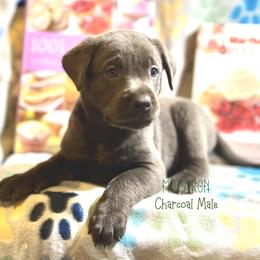 Boy 4 - male Labrador Retriever puppy in White Bear Lake, Minnesota from Labs Of The Lake