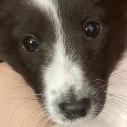Will - Black and white male Shetland Sheepdog puppy in Commiskey, Indiana from Windy Haven Farm