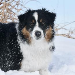 Australian Shepherds, Bullmastiffs, Miniature Australian Shepherds, and Toy Australian Shepherds from Rustic Lace