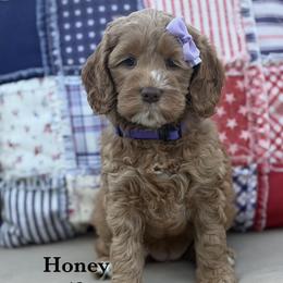 Honey - Caramel red female Australian Labradoodle puppy in Citrus Heights, California from Elite Blend Labradoodles