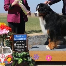 Bernese Mountain Dogs from Brooks' Bernese Mountain Dogs