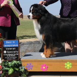 Bernese Mountain Dogs from Brooks' Bernese Mountain Dogs
