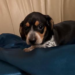 Sammie - Black and cream male Dachshund puppy in Tarrant County, Texas from Louis' Litters