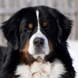 Bernese Mountain Dogs from Indigo Bernese Mountain Dogs
