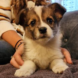 Sully - Sable male Pembroke Welsh Corgi puppy in Sidney, Ohio from Cozy Corgi Ranch