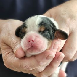 Cousin Eddie - Tri-color male Cavalier King Charles Spaniel puppy in Waterloo, Iowa from Muddy Paws Cavaliers