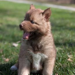Snickers - Red and white male Siberian Husky puppy in Coshocton, Ohio from Wyant Farms