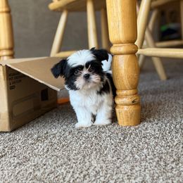 Baby Z - Black and white male Mal-Shi puppy in Sacramento, California from FurKids