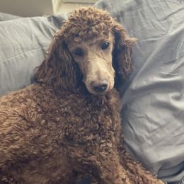 Lucy - Poodle