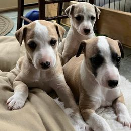 Whippets from Raven Farm