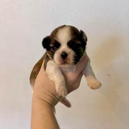 Mike - Tricolor male Shih Tzu puppy in Stroud, Oklahoma from Laik’s Little Shihtz & Poms