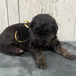 Yellow female - Black and red female German Shepherd puppy in Herrick, South Dakota from Dakota Shepherds Kennels