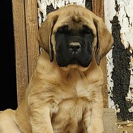 Girl 2 - Apricot female Mastiff puppy in Skoksonak, Arizona from Buck Lane Mastiffs