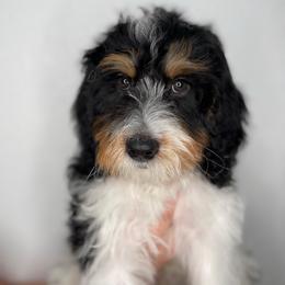 Gouda (red) - Tri-color male Bernedoodle puppy in Surprise, Arizona from Huckleberry Doodles