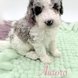 Aurora - Blue merle female Bernedoodle puppy in Omaha, Nebraska from Whimsy Doodles