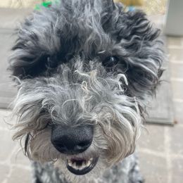 Dixie - Goldendoodle