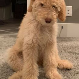 Goldendoodles and Labradoodles from Mixon Farm Doodles