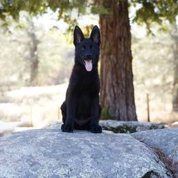German Shepherd Puppies from Yosemite Shepherds