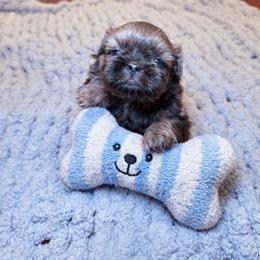 Juliet - Blue female Shih Tzu puppy in Lancaster, Ohio from Wandering Tzu