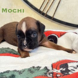 Mochi - Fawn male Boxer puppy in Cicero, New York from MK Boxer Haven of CNY