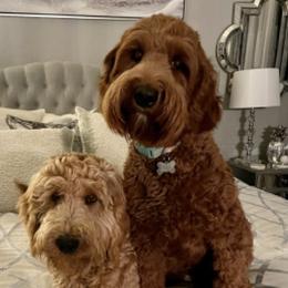 Goldendoodles from Ireland's Goldendoodles