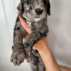 Double Doodle Puppies from Ramazzini Doodles