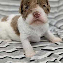 Cirrus - Merle female Cavapoo puppy in Salem, New Jersey from Dreamy Night Doodles