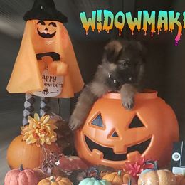 German Shepherd Puppies from Shepherd's Watch