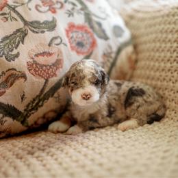 Results - Blue merle male Aussiedoodle puppy in Inman, South Carolina from Dark Corner Doodles
