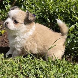 Boy 2 - Fawn and white male Chihuahua puppy in Lewisberry, Pennsylvania from Knox Rock'n Chihuahuas