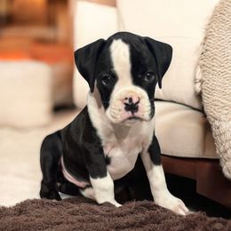 Ellis - Brindle male Boxer puppy in Brock, Texas from Tommaso AKC Boxers