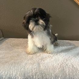 Chloe - Black gold and white female Shih Tzu puppy in Eastvale, California from Gigi’s Shih tzu