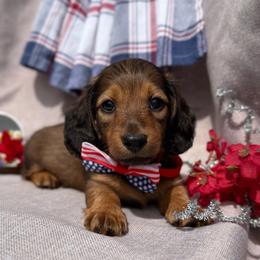 Gucci - Red male Dachshund puppy in Michigan from Hidden Haven Dachshunds